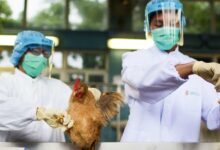 Gripe Aviária em granjas brasileiras (Foto Ilustrativa)