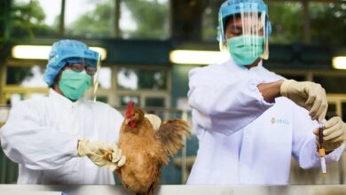 Gripe Aviária em granjas brasileiras (Foto Ilustrativa)