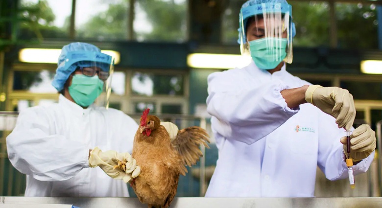 Gripe Aviária em granjas brasileiras (Foto Ilustrativa)